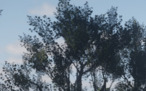tree FSR 3.1.5