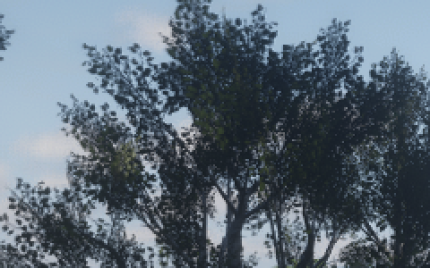 tree HLX DLSS